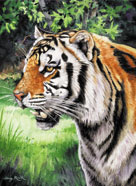Tiger note cards